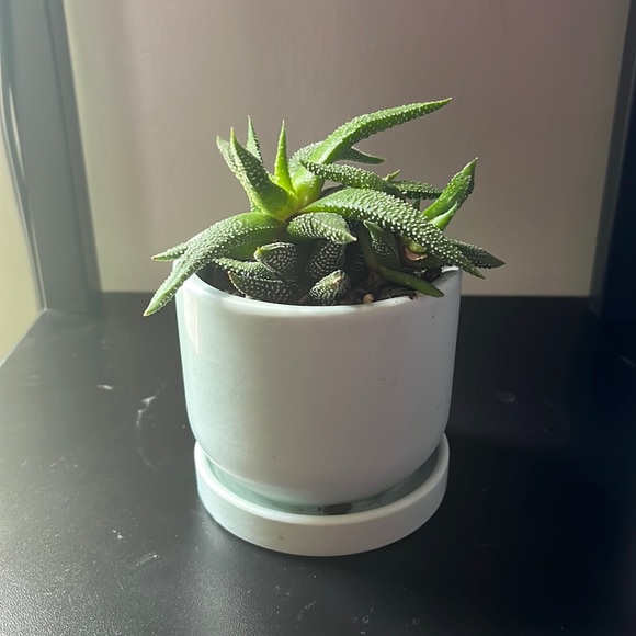 Other - Live 🪴 plant  decor